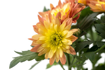 Chrysanthemum indicum