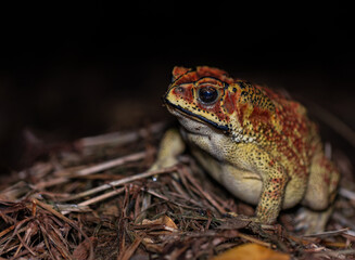 Common Asian Toad on the forest floor