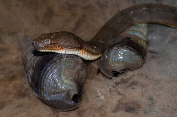 Close up of a beautiful water snake from Andaman and Nicobar islands.
