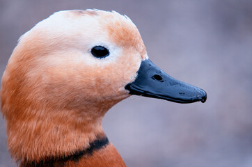 Closeup of the left side of the head of a male Ruddy Shelduck its black beak and eye contrasting with its white and orange feathers its head isolated from the background by a shallow depth of field