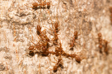 Many red ants were fighting fierce to protect the territory