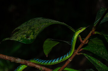 Close up of a beautiful green snake from Andaman and Nicobar islands.
