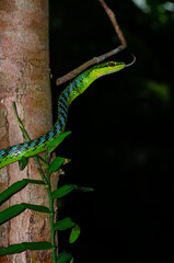 Close up of a beautiful green snake from Andaman and Nicobar islands.