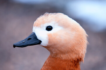 Closeup of the left side of the head of a female Ruddy Shelduck its black beak and eye contrasting with its white and orange feathers its head isolated from the background by a shallow depth of field