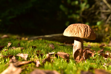 White mushroom in the forest against the background of green vegetation. Awesome boletus grows in wildlife. Porcini bolete mushrooms. Season for picked gourmet mushrooming
