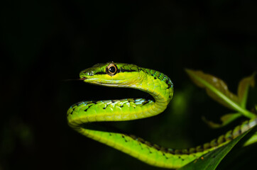 Close up of a beautiful green snake from Andaman and Nicobar islands.