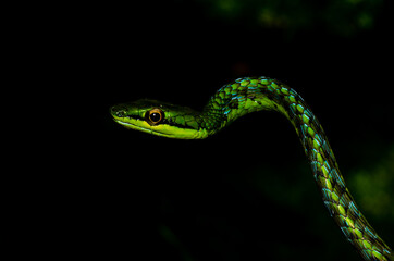 Fototapeta premium Close up of a beautiful green snake from Andaman and Nicobar islands.