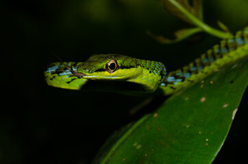 Close up of a beautiful green snake from Andaman and Nicobar islands.