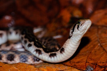 Close up of a beautiful snake on leaf litter from Andaman and Nicobar islands.