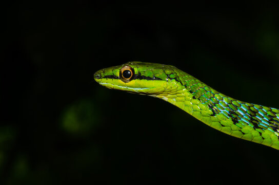 Close up of a beautiful green snake from Andaman and Nicobar islands.