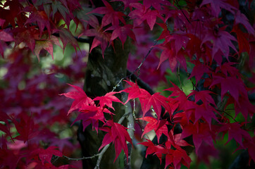 Sunlight on  dark red maple leaves, casting shadows through the foliage, highlighting some leaves and casting others in the shade the shadows of the upper leaves playing across those behind