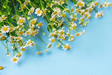 Beautiful Chamomile Flowers on Blue Background Top View Summer Flower Background Copy Space