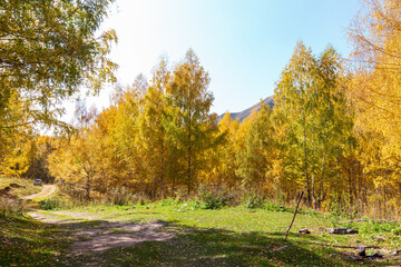 Autumn landscape. Beautiful birch trees. Walk in the birch forest. Natural background. Place to insert text.