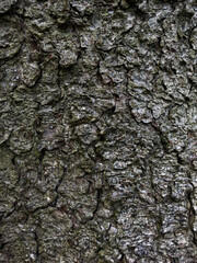 Closeup texture of spruce bark, natural background
