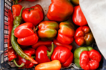 Colorful sweet bell peppers farm harvest, natural background. Flat lay, top view