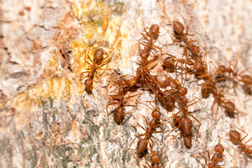 Many red ants were fighting fierce to protect the territory