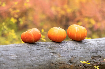 Three pumpkins lie on an old log against the background of an autumn forest. Halloween