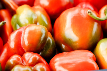 Colorful sweet bell peppers farm harvest, natural background.