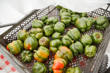 Colorful sweet bell peppers farm harvest, natural background.