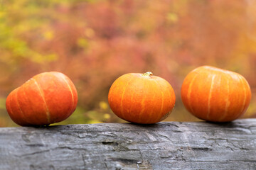 Three pumpkins lie on an old log against the background of an autumn forest. Halloween