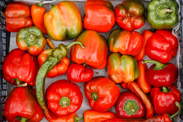 Colorful sweet bell peppers farm harvest, natural background. Flat lay, top view