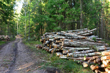 Piled pine tree logs  in forest. Stacks of cut wood. Wood logs, timber logging, industrial destruction. Forests illegal Disappearing. Environmetal concept, illegal deforestation. Soft focus