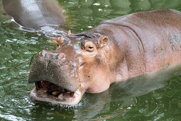 the hippopotamus smile in river at thailand