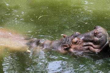 The big hippopotamus rest In the river at thailand