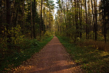 Sunny autumn day in the city park.
