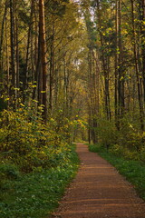 Obraz premium Sunny autumn day in the city park.