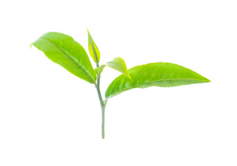 green tea leaf isolated on white background.