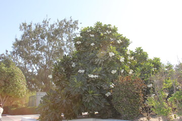 tree in the garden  Dubai 2014