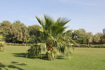 trees in the park  Dubai 2014