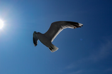 Eine Möwe, welche im Blauen Himmel fliegt