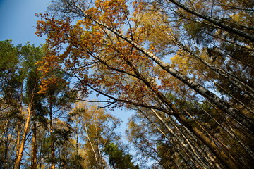 Sunny autumn day in the city park.