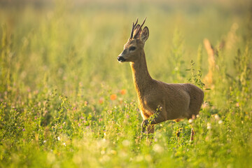 Roe deer, capreolus capreolus, walking on meadow in summertime nature. Roebuck with little antlers going in long grass backlit by evening light. Brown mammal marching in wildflowers.