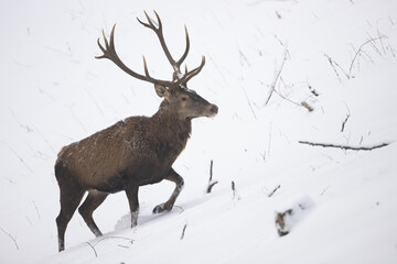 Majestic red deer, cervus elaphus, wading on snow in winter nature. Wild stag with huge antlers walking on snowy hills. Brown mammal moving on white slope.