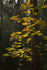 Sunny autumn day in the city park.