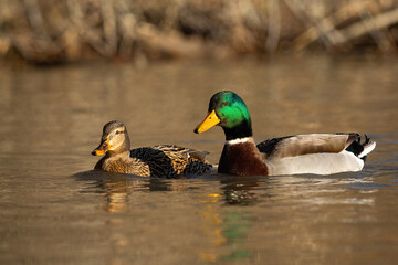 Two mallard, anas platyrhynchos, swimming in water in autumn nature. Pair of wild ducks floating on river in springtime. Couple of male and female animals in lake.
