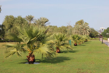 trees in the garden  Dubai 2014
