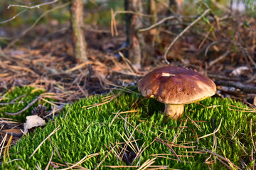 White mushroom in the forest against the background of green vegetation. Awesome boletus grows in wildlife. Porcini bolete mushrooms. Season for picked gourmet mushrooming
