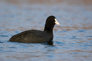 Eurasian coot, fulica atra, swimming on lake in autumn nature. Black and white bird floating on river in spring. Wild dark feathered animal observing on water.