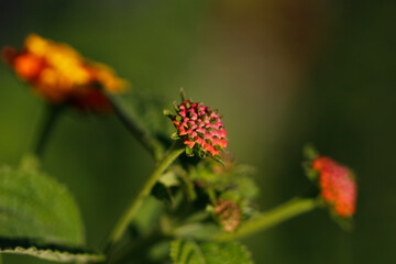 Eine Makroaufnahme einer orangenen Blume