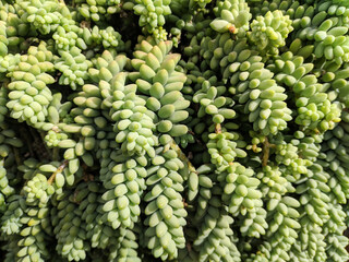 green succulent plants in sunny day 