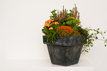 Floral composition of different autumn flowers and plants in a graphite color clay pot on white shelf
