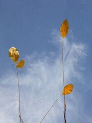 Yellow autumn leaves on blue sky background