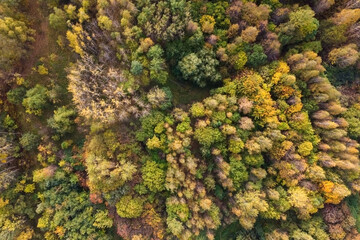 Aerial view of autumn forest or park