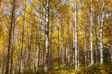 Autumn landscape. Beautiful birch trees. Walk in the birch forest. Natural background. Place to insert text.