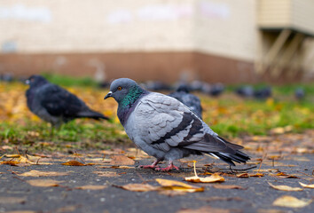 Beautiful dove with on the pavement in the urban environment.