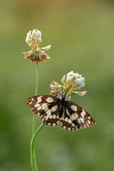 A beautiful butterfly Melanargia galathea on a pink field flower clover